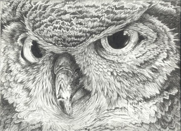 owl ink drawing