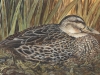 MallardHen1