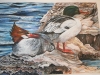mergansers