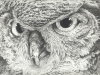 owl ink drawing