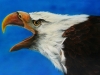 Franks Eagle