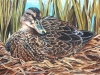 MallardHen2