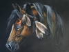 Pony named Freedom