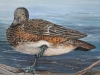 Widgeon Hen