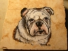 bulldog