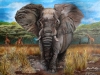 elephant p copy