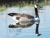 goose