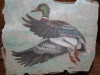 mallard