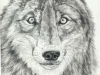 p & i wolf