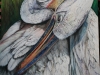 pelican
