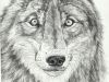 pen and ink wolf