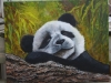 sleeping panda