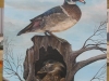 wood duck 00kk7