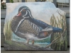 wood duck